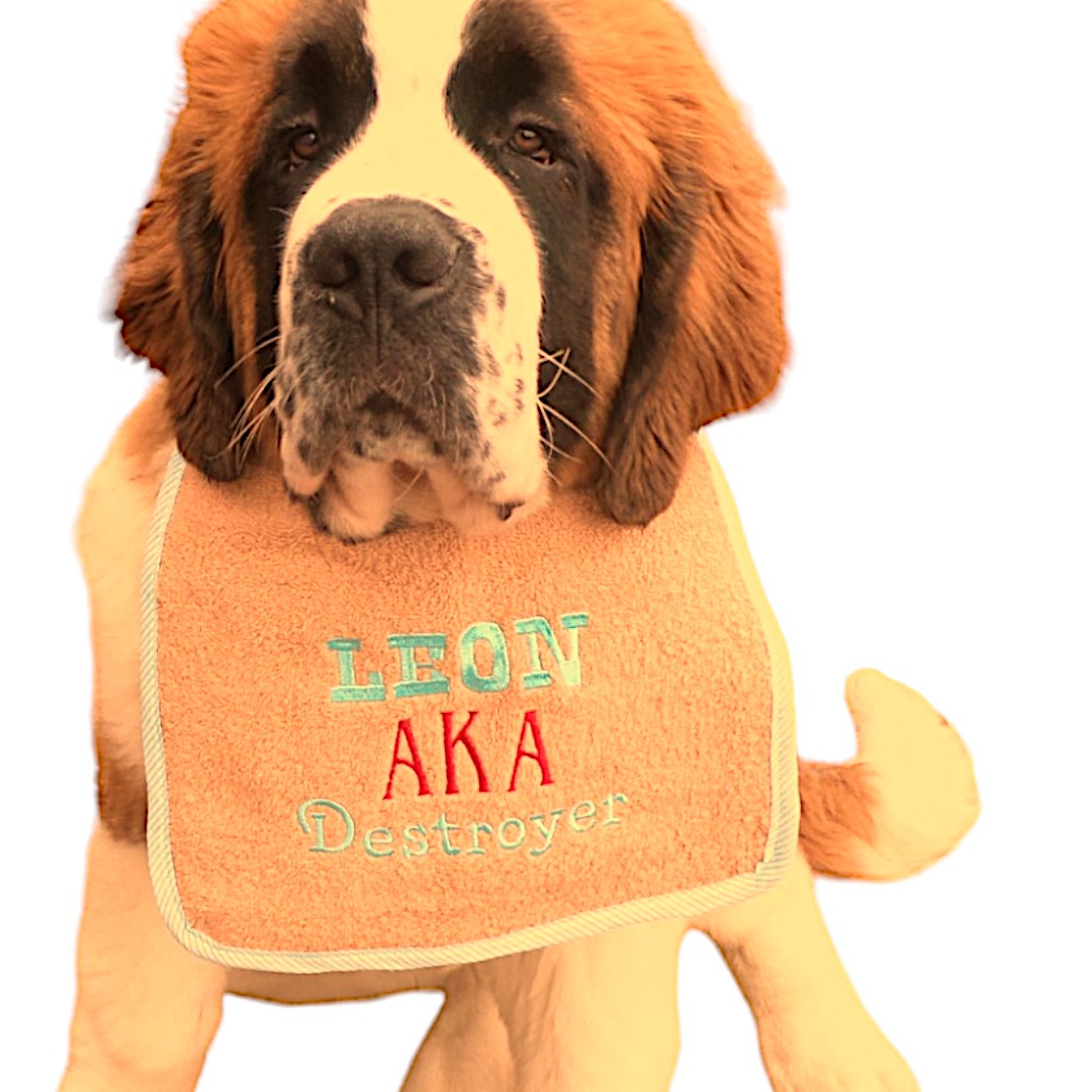 Custom made bib adjustable sizes & colours - is your dog known for something? here is our AKA bib