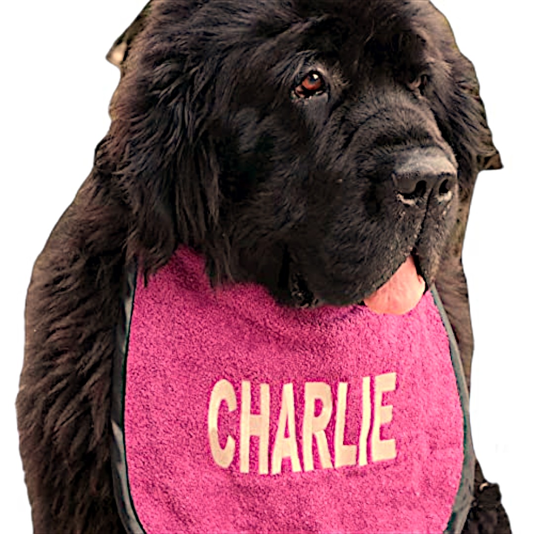 Dog bib with waterproof backing personalized with name