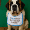 "personalised dog bib for large dogs – funny embroidered gift"
